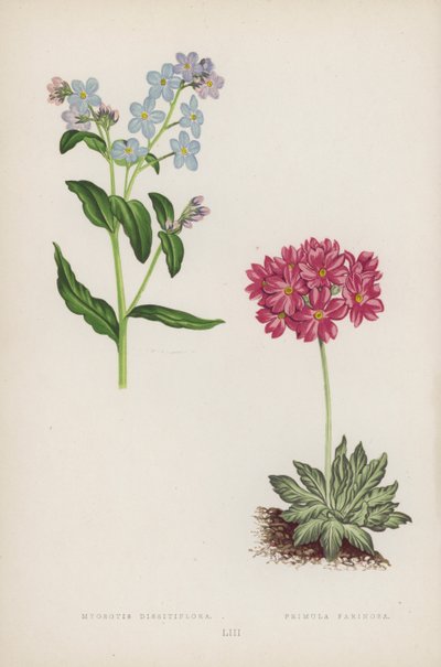 Myosotis Dissitiflora; Primula Farinosa by English School