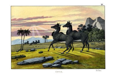 Nilgai by English School