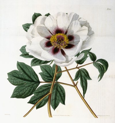 Paeonia Suffruticosa Andr. var. Papaveracea by English School