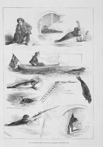 Performing Seal at the Royal Aquarium by English School
