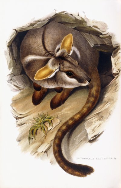 Petrogale Xanthopus by English School