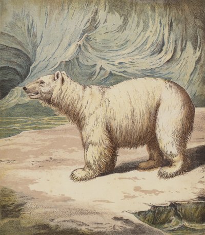 Polar Bear by English School