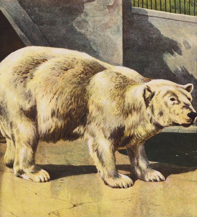 Polar Bear by English School