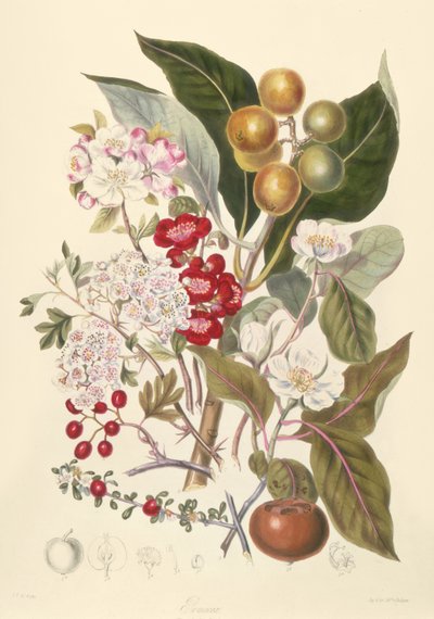 Pomaceae, the Apple Tribe by English School