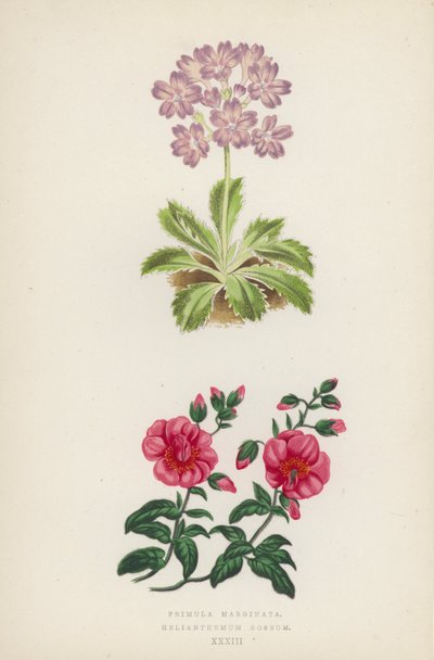 Primula Marginata; Helianthemum Roseum by English School