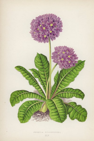 Primula Pulcherrima by English School