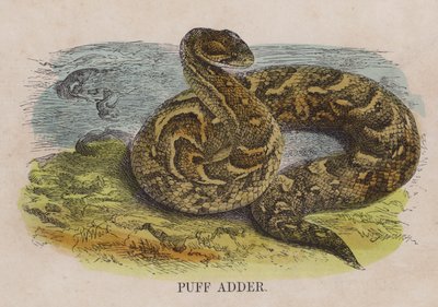 Puff Adder by English School