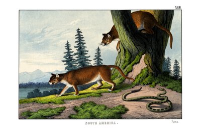 Puma by English School