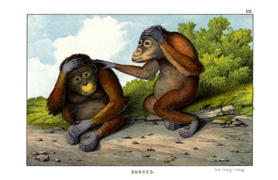 Red Orangutan by English School