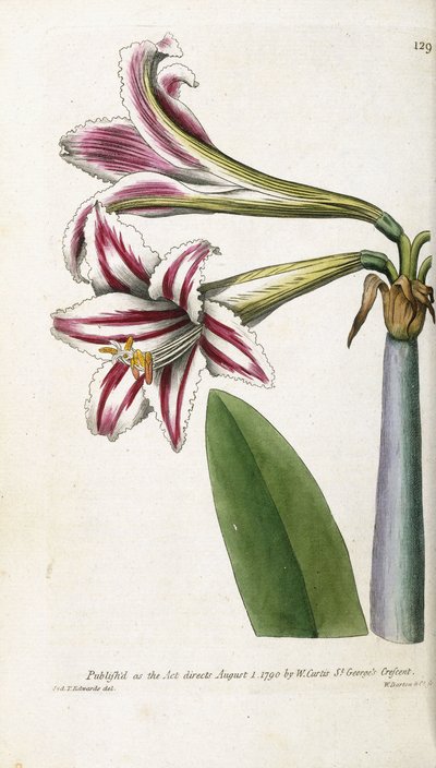 Red and white striped Lily, 1799-1810 by English School