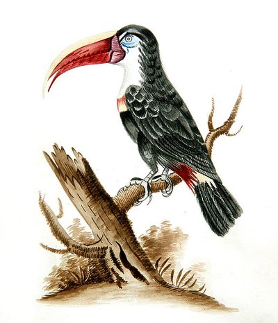 Red bill toucan by English School