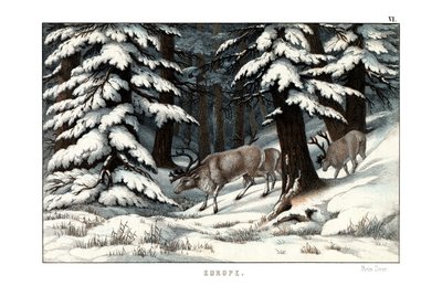 Reindeer by English School