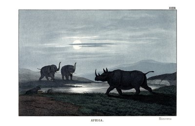 Rhinoceros by English School