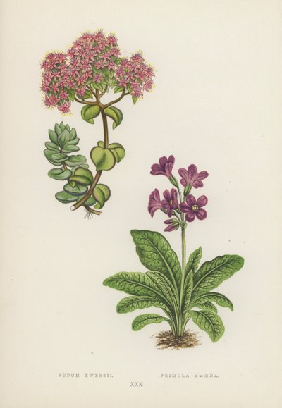 Sedum Ewersii; Primula Amoena by English School