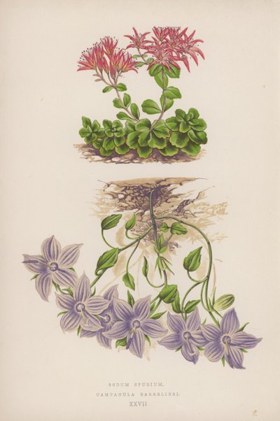 Sedum Spurium; Campanula Barrelieri by English School