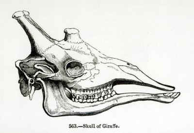 Skull of a Giraffe by English School