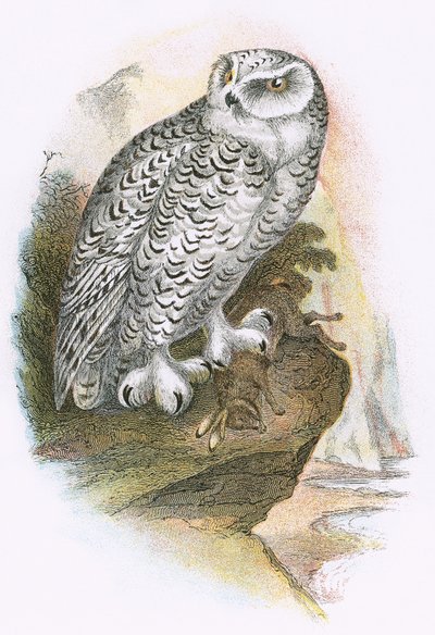 Snowy Owl by English School