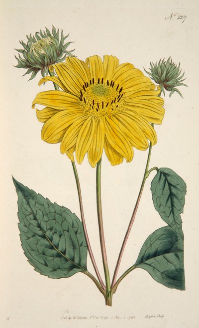 Sunflower, pub. 1796 (hand coloured engraving) by English School