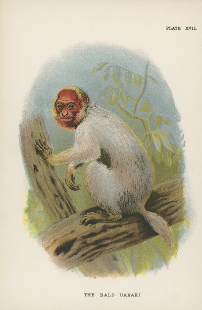 The Bald Uakari by English School