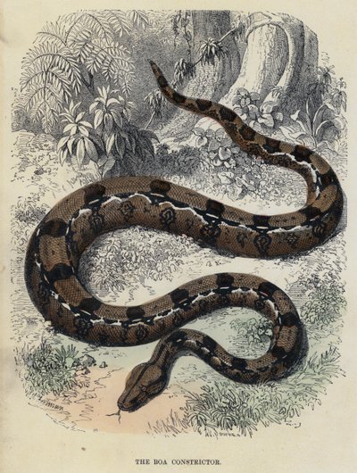 The Boa Constrictor (coloured engraving) by English School