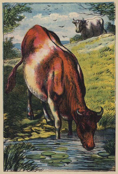 The Cow by English School