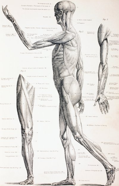 The Muscles of the Human Body, c.1890 by English School