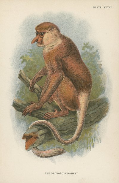 The Proboscis Monkey by English School