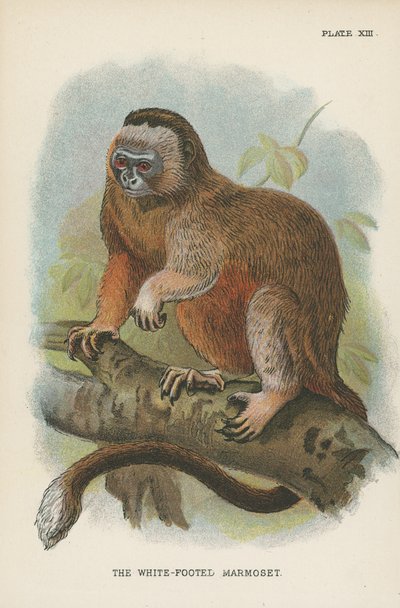 The White-Footed Marmoset by English School