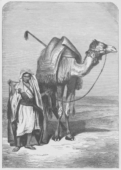 The ship of the desert by English School