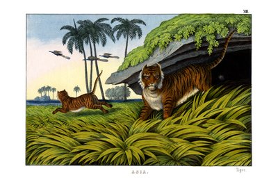 Tiger by English School