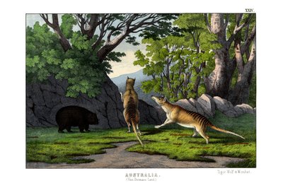 Tiger Wolf by English School