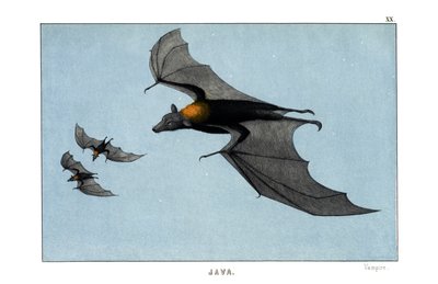 Vampire by English School