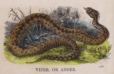 Viper or Adder by English School