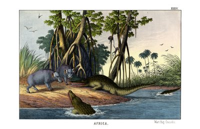 Warthog by English School