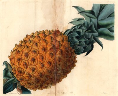Wave-leaved pineapple from John Lindley