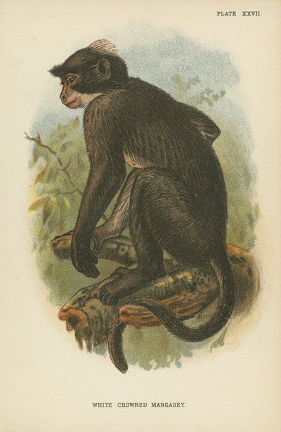 White Crowned Mangabey by English School