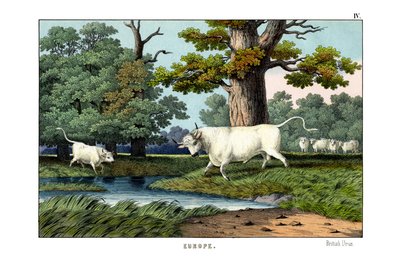 Wild Cattle of Britain by English School