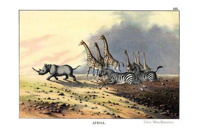 Zebra by English School