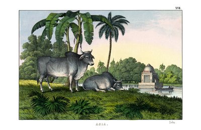 Zebu by English School