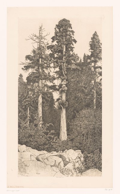 Sequoia Tree (Baby Sequoia) by Ernest Haskell (signed by artist)