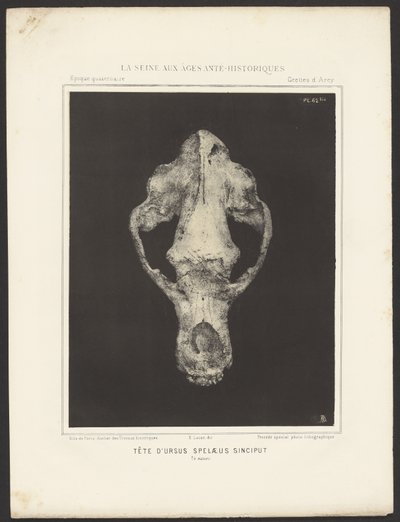 Head of Ursus Spelaeus Sinciput by Ernest Lacan