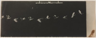 Chronophotograph of a Flying Heron by Etienne Jules Marey