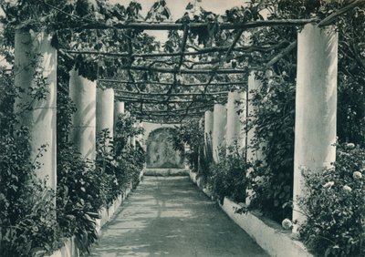 Pergola in a Vineyard, Capri, Italy by Eugen Poppel
