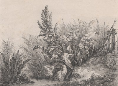 Great Water Dock Plant by Eugene Bléry