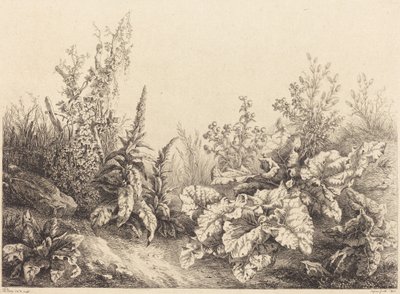 Study of a Burdock, 1840 by Eugene Bléry