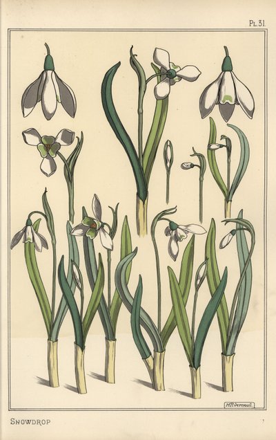 Botanical Illustration of a Snowdrop, Galanthus nivalis by Eugene Grasset