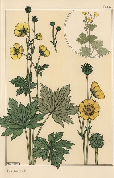 Buttercup botanical study by Eugene Grasset