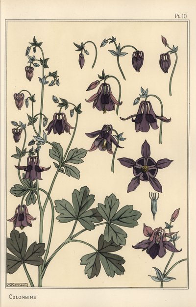 Columbine, Aquilegia vulgaris, flower parts by Eugene Grasset