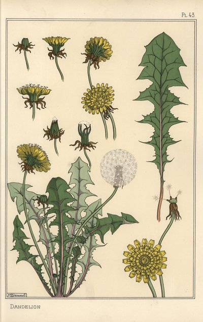 Dandelion botanical study by Eugene Grasset