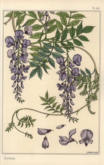 Glycine botanical study by Eugene Grasset